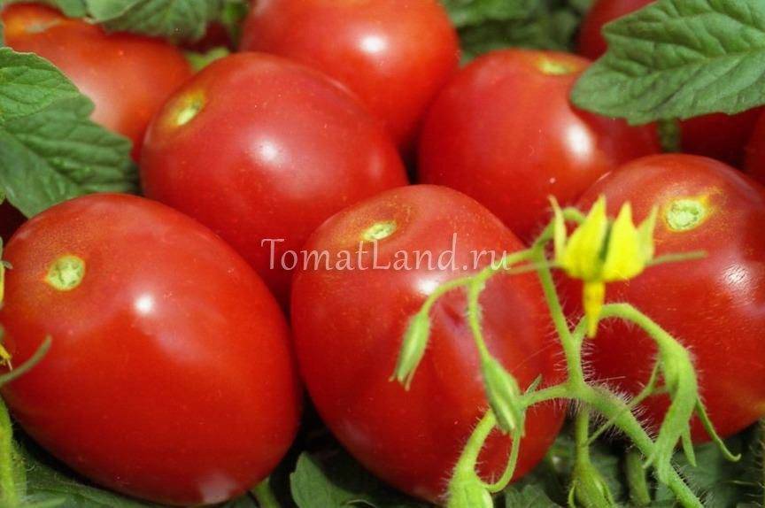 Урожайные и новые сорта помидор сибирской селекции для урала