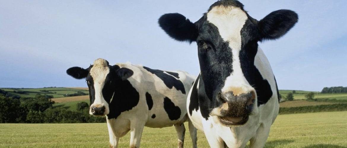 Описание визоцервикального способа осеменения коров, инструменты и схема