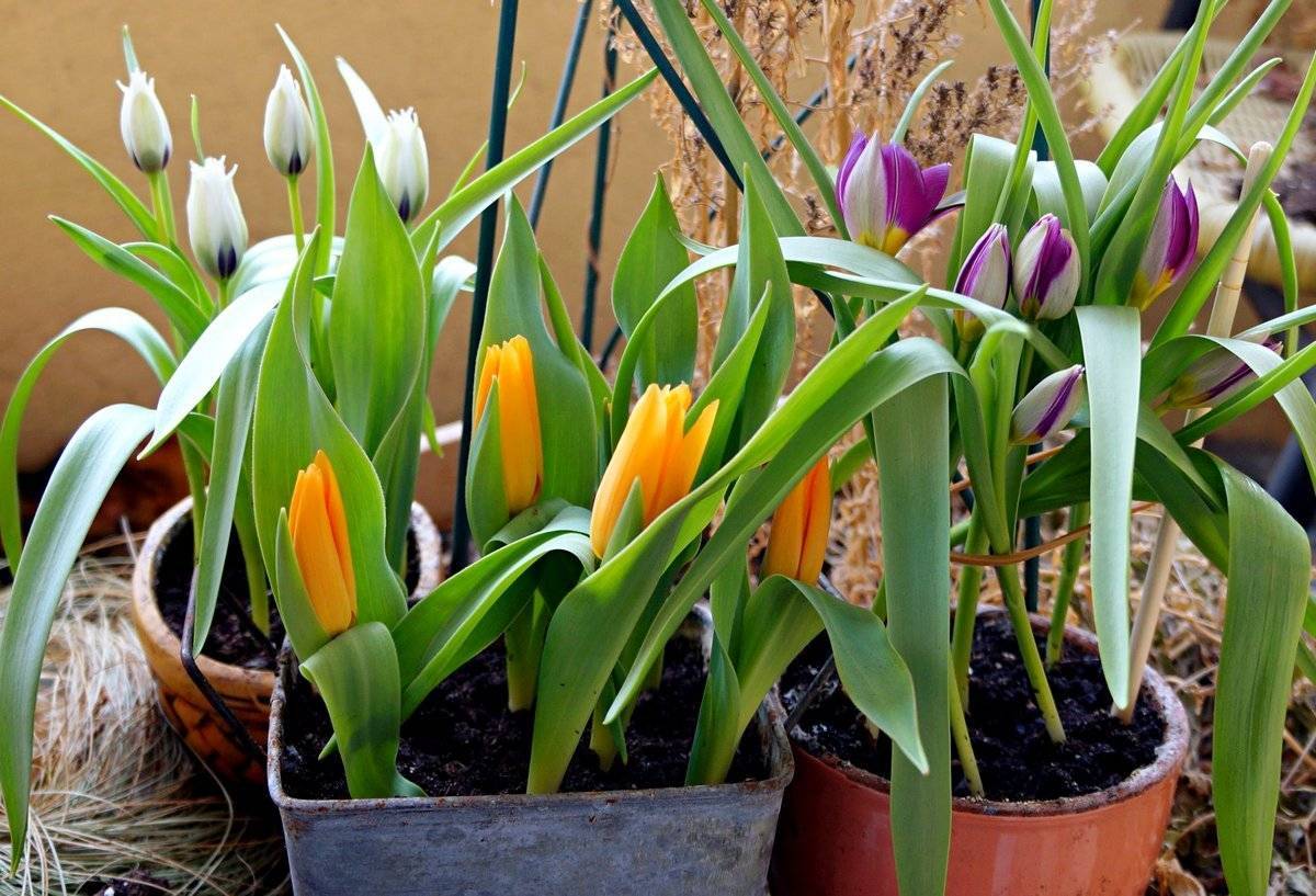 Растение тюльпан: ботаническая характеристика и строение