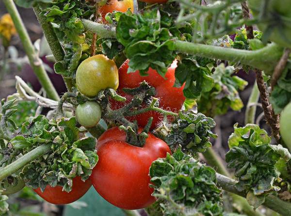 Кудряволистный американский сорт томата «палка» — описание, особенности, фото, характеристика