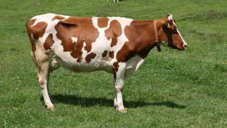 Джерсейская корова: описание породы и основные характеристики