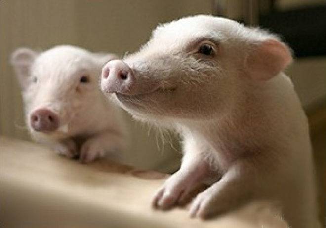 Чем кормить поросят, если у свиньи нет молока после опороса?