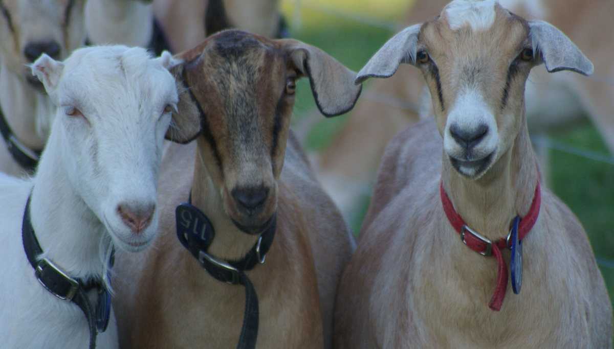 Популярные породы молочных коз без запаха