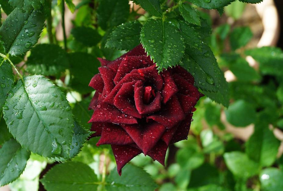 Особенности выращивания розы «чёрная магия»