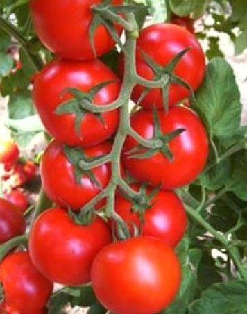 Описание сорта томата кистевой f1, его характеристики и отзывы