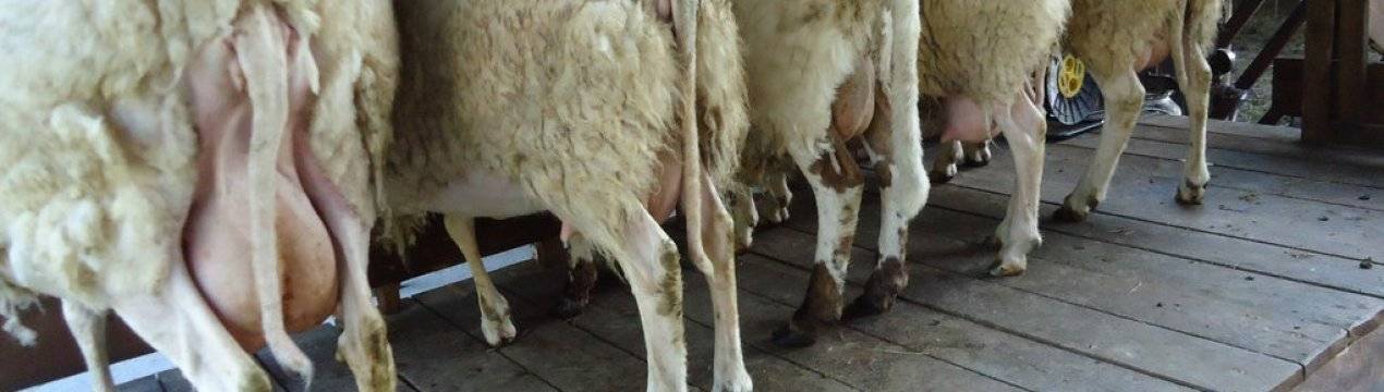 Дают ли овцы молоко: количество в сутки, польза и вред, каких нельзя доить