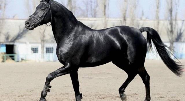 Русская верховая порода лошадей