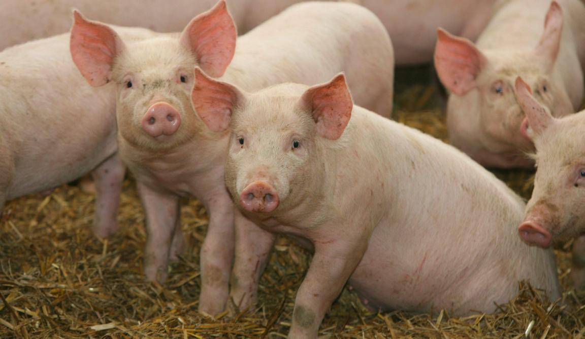 Норма и причины повышения температуры у свиней, как измерить и чем лечить