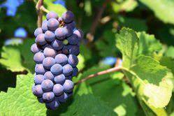 Такой разный пино нуар: виноград, из которого делают красное бургундское