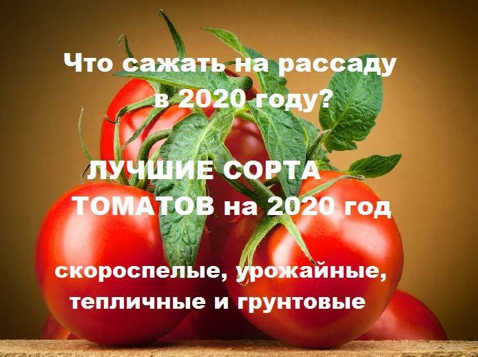 Какие томаты будем сажать в 2019 году?
