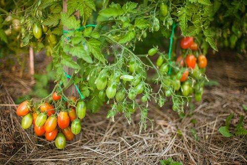Томат раджа — описание сорта, фото, урожайность и отзывы садоводов