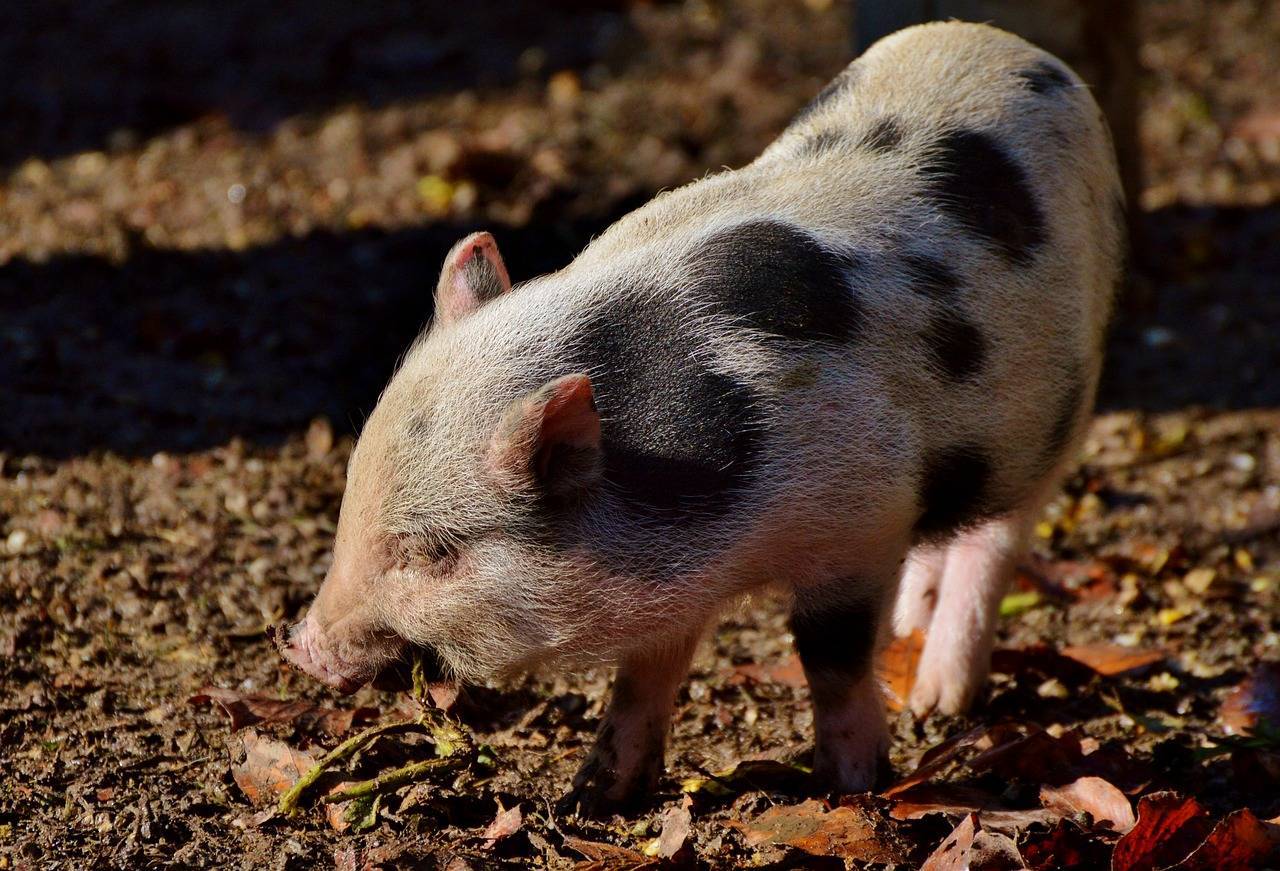 Самая большая свинья в мире: сколько весит, породы, Книга рекордов Гиннеса