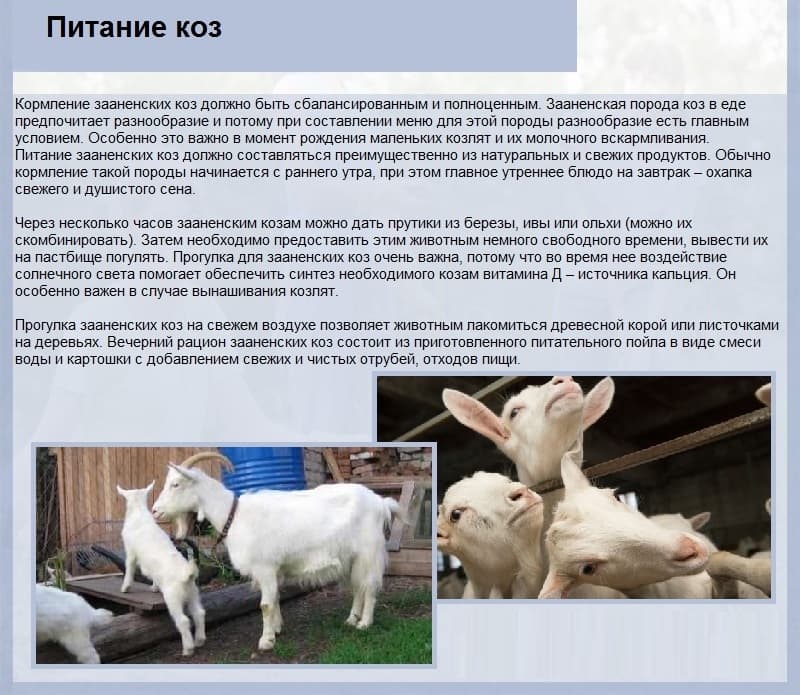 Как организовать кормление козы после козления?