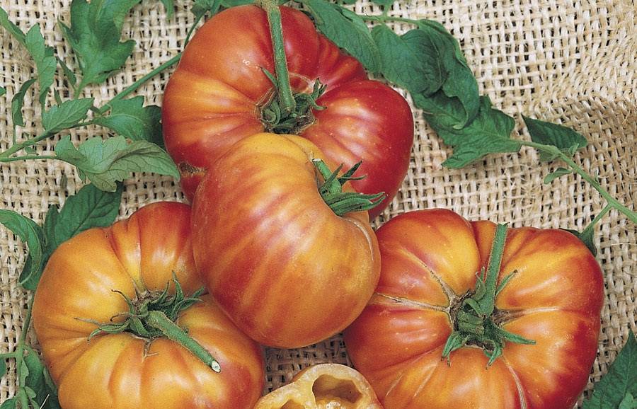 Какие томаты сибирской селекции подходят для высаживания в открытый грунт?