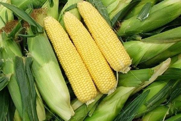Как хранить кукурузу в початках в домашних условиях