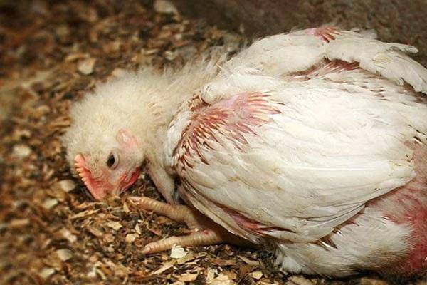 Чем пропоить цыплят в первые дни: профилактика заболеваний