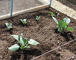 Подкормка капусты в открытом грунте, какие удобрения лучше использовать