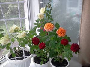 Комнатная роза: правила ухода, пересадки и размножения в домашних условиях