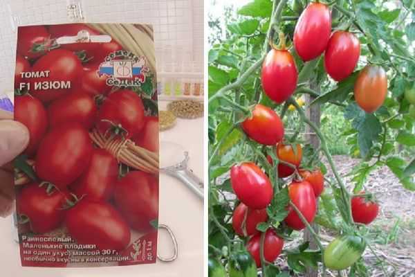 Томат изюм: описание сорта мелкоплодных помидорок, как выращивать с фото