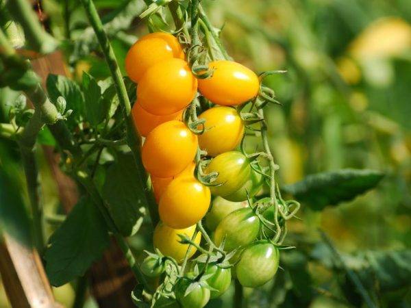 Семена томата колибри f1 индетерминантного (clause)