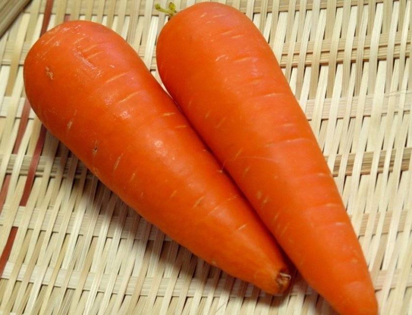 Описание сорта моркови шантане и ее гибридов. выращивание, уход, болезни и вредители