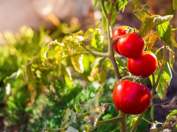 Описание сорта томата золотой век, его характеристика и урожайность
