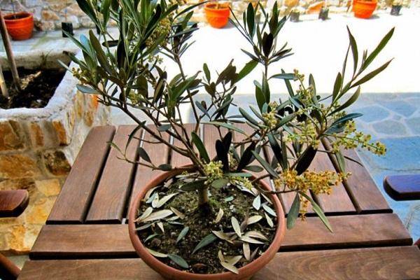 Оливковое дерево: выращивание в домашних условиях, уход, виды, история культуры.