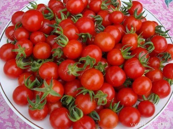 Сердцевидный томат утренняя роса — подробное описание, агротехника, отзывы