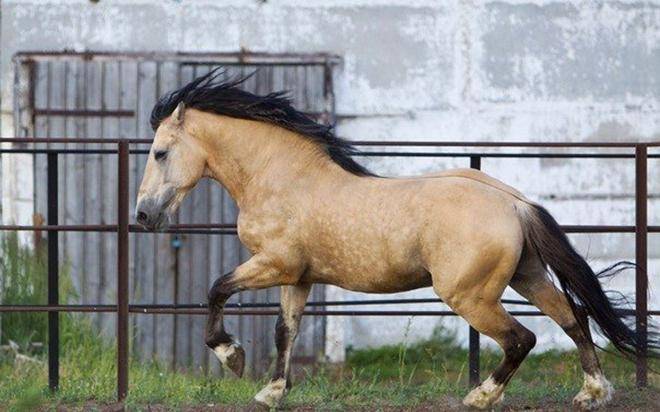 Каурая – «дикая» масть лошадей