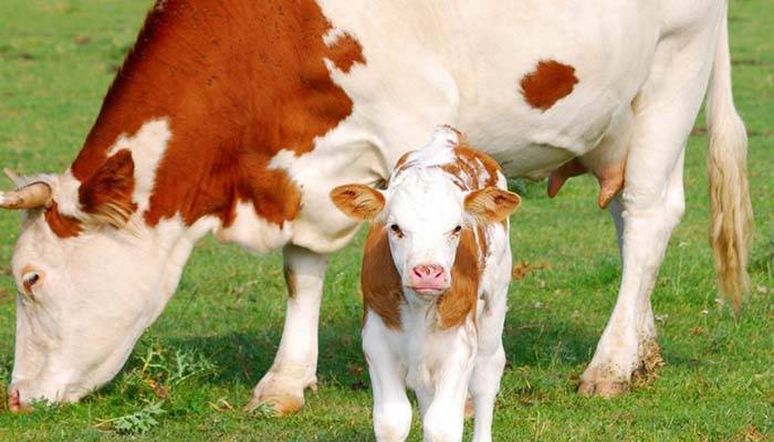 Диктиокаулез у коров: причины заболевания, симптомы, основные методы лечения и профилактики