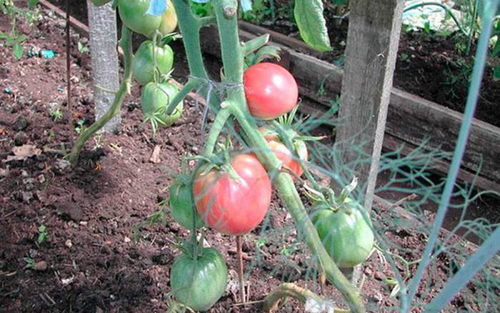 Преимущества и секреты выращивания среднеспелого, устойчивого к болезням и вредителям томата «корнеевский»