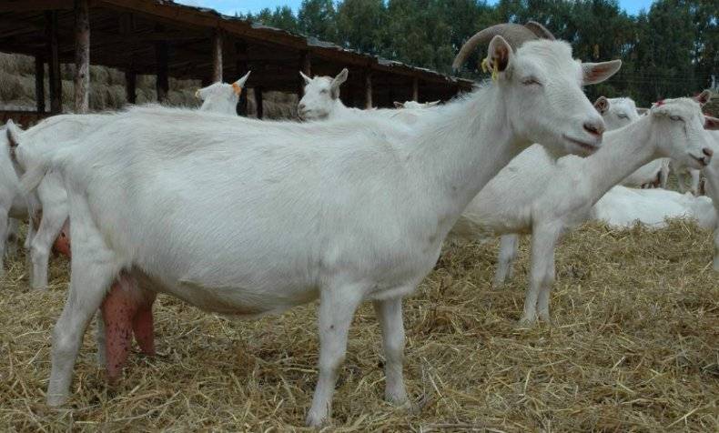 Как определить наличие беременности у козы: первые симптомы, продолжительность родов