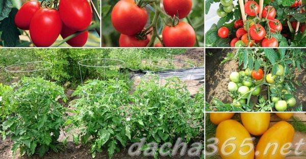 Лучшие сорта штамбовых томатов, как их формировать и выращивать