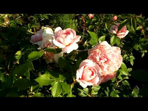 Роза изи даз ит – мечта садовода