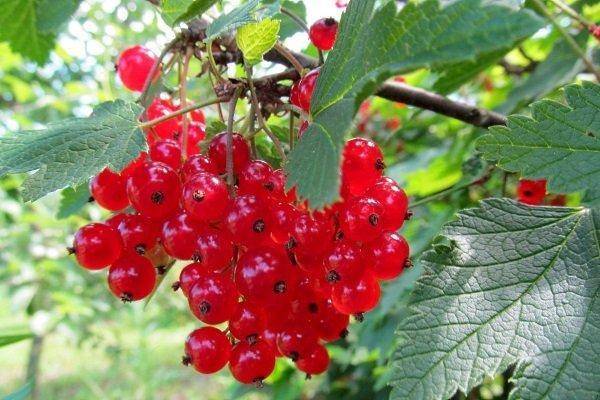 20 самых лучших сортов красной смородины с фото и описанием