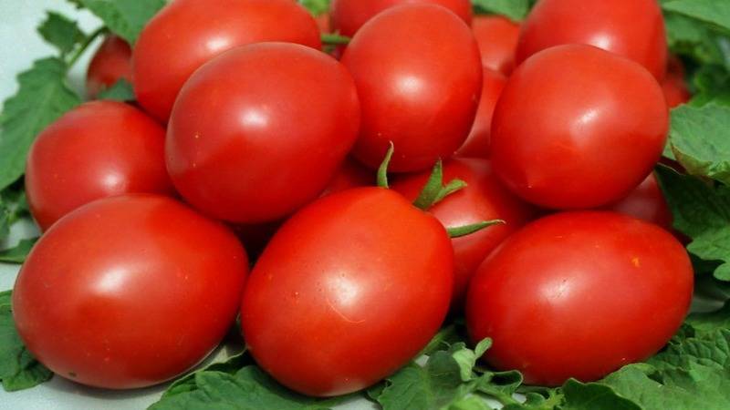 Характеристика и описание сорта томата сибирское чудо, его урожайность