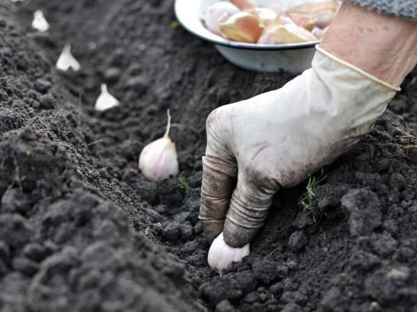 Посадка, выращивание и уход однозубкового чеснока, когда выкапывать и убирать
