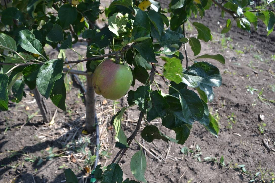 Как бороться с ржавчиной на листьях яблони, чем лечить и что делать