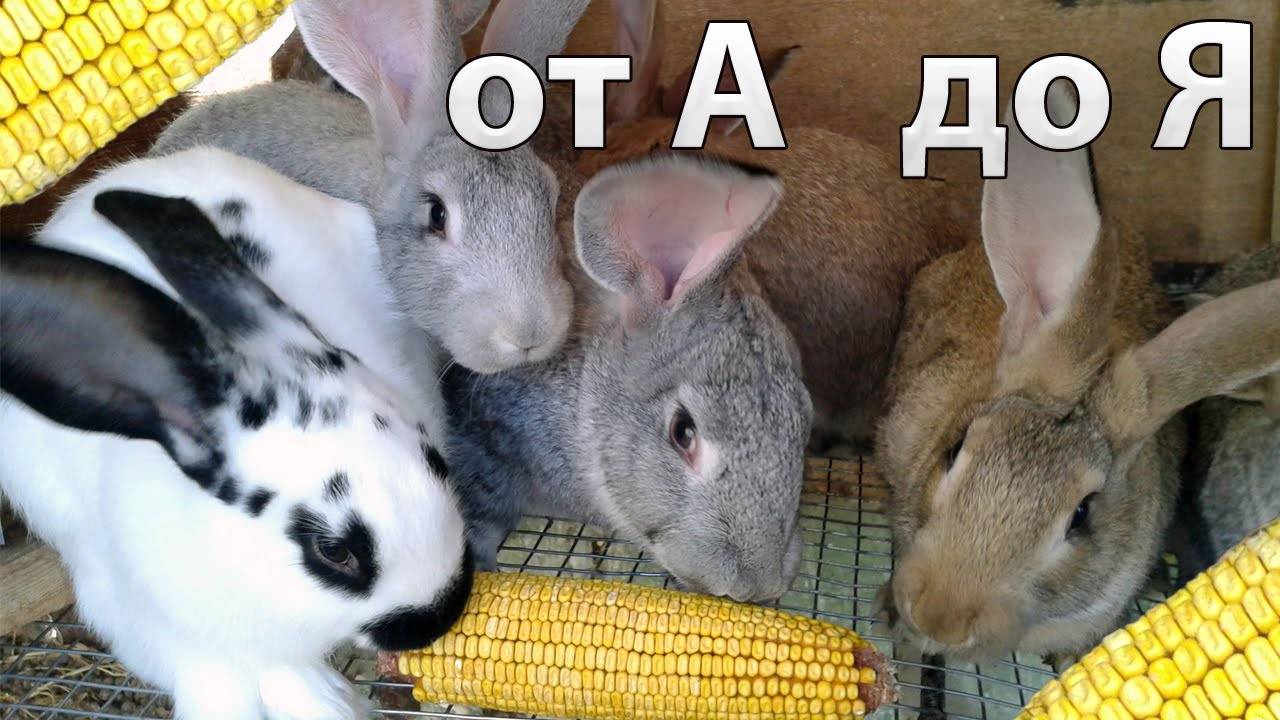 Суточный рацион кроликов