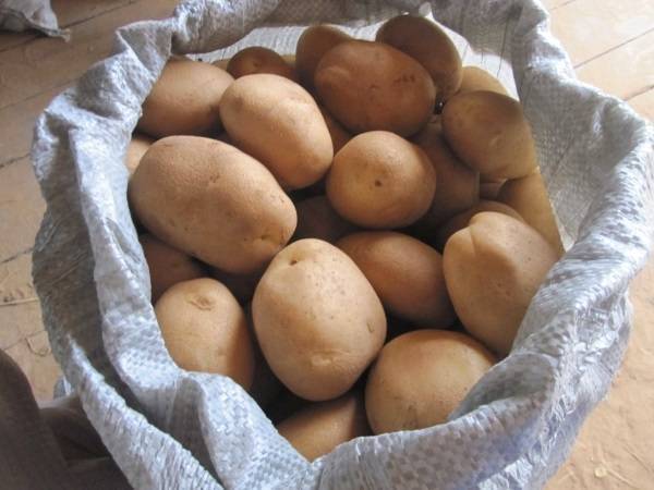 Картофель удача: характеристика сорта