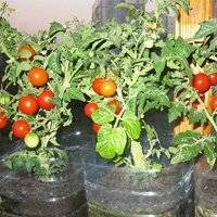 Выращивание помидоров у себя на подоконнике