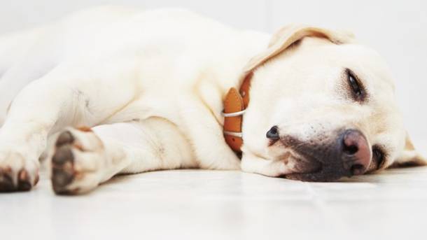 Пироплазмоз у собак – симптомы, диагностика