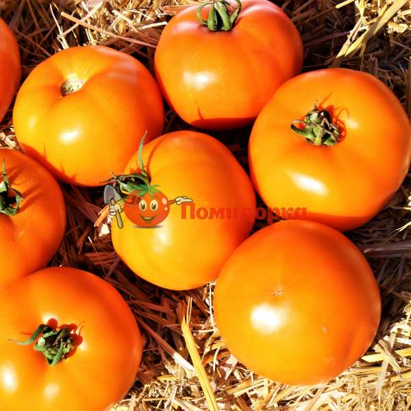 Описание сорта томата атоль, его характеристика и урожайность