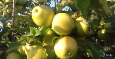 Опрыскивание яблонь весной от болезней и вредителей: когда и чем обрабатывать