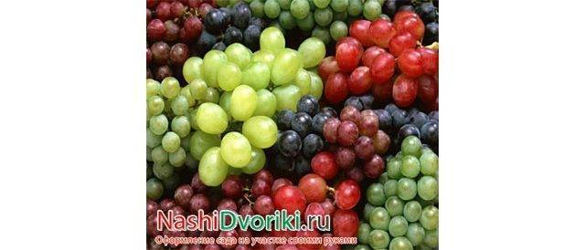 Достоинства винограда виктор и особенности его выращивания