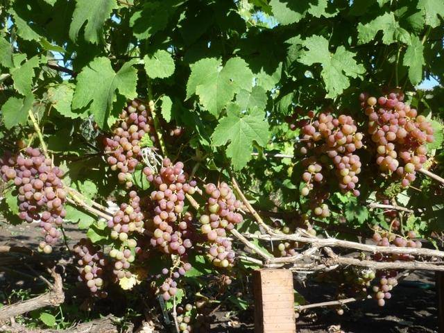 Как правильно сажать виноград саженцами весной?