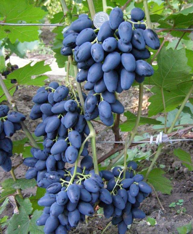 Виноград рубиновый юбилей: характеристика и описание сорта, посадка и уход