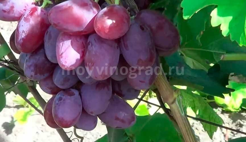Благородный, сладкий и ароматный сорт винограда «граф монте — кристо»