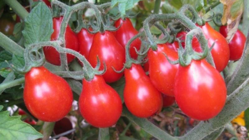 Сладкий томат груша черная: особенности и описание сорта, секреты выращивания, отзывы