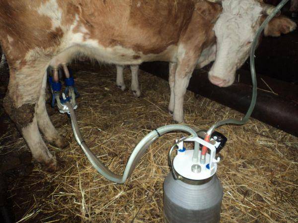 Как изготовить своими руками доильный аппарат для коз в домашних условиях